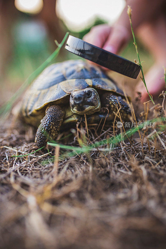 Boy with turtle